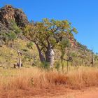 Boab Tree in den Kimberleys