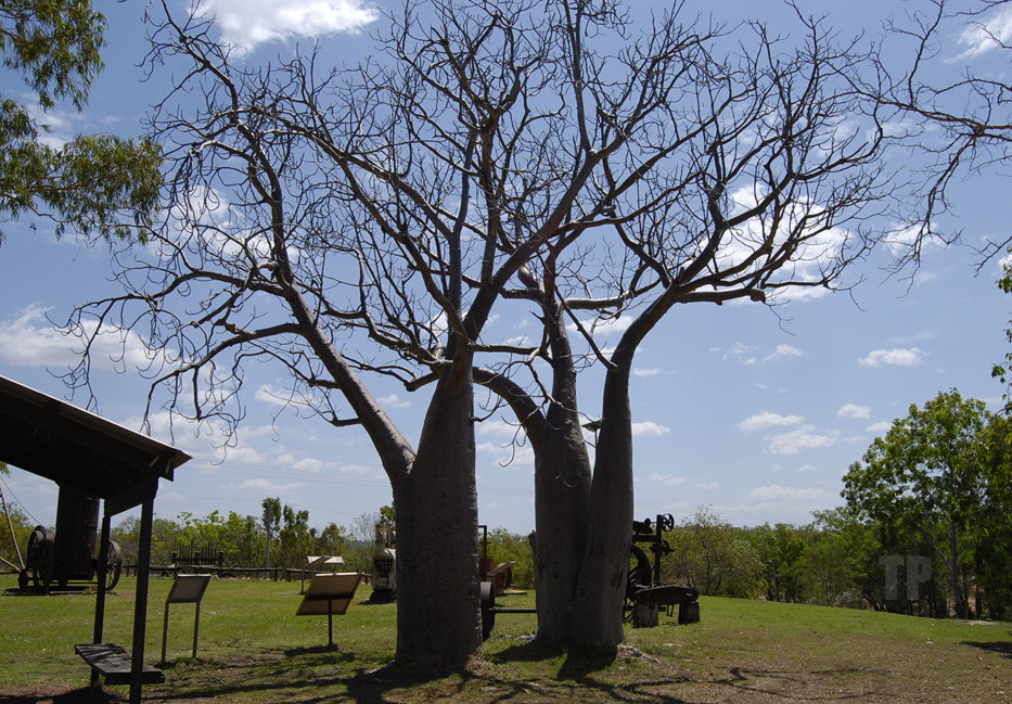 Boab Trees