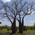 Boab Trees