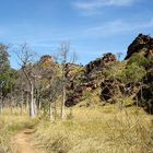 Boabs in Mirima NP