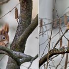 BOAH! ... Bildschöne Walnüsse zum Frühstück ... an FRÜHLINGSANFANG?!