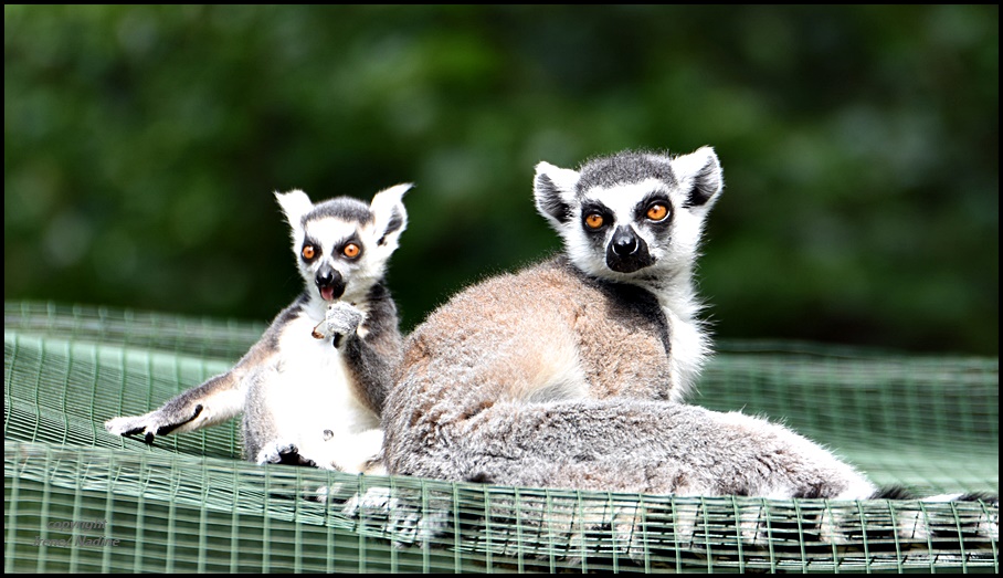 Boah ey !!! Foto & Bild tiere, zoo, wildpark & falknerei, säugetiere