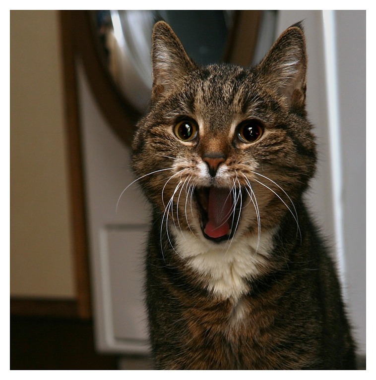 Boah, ey.. Foto & Bild tiere, haustiere, katzen Bilder auf