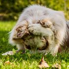 "Boah Leute... Müsst ihr so laut sein? Ich hab echt voll den Kater..."