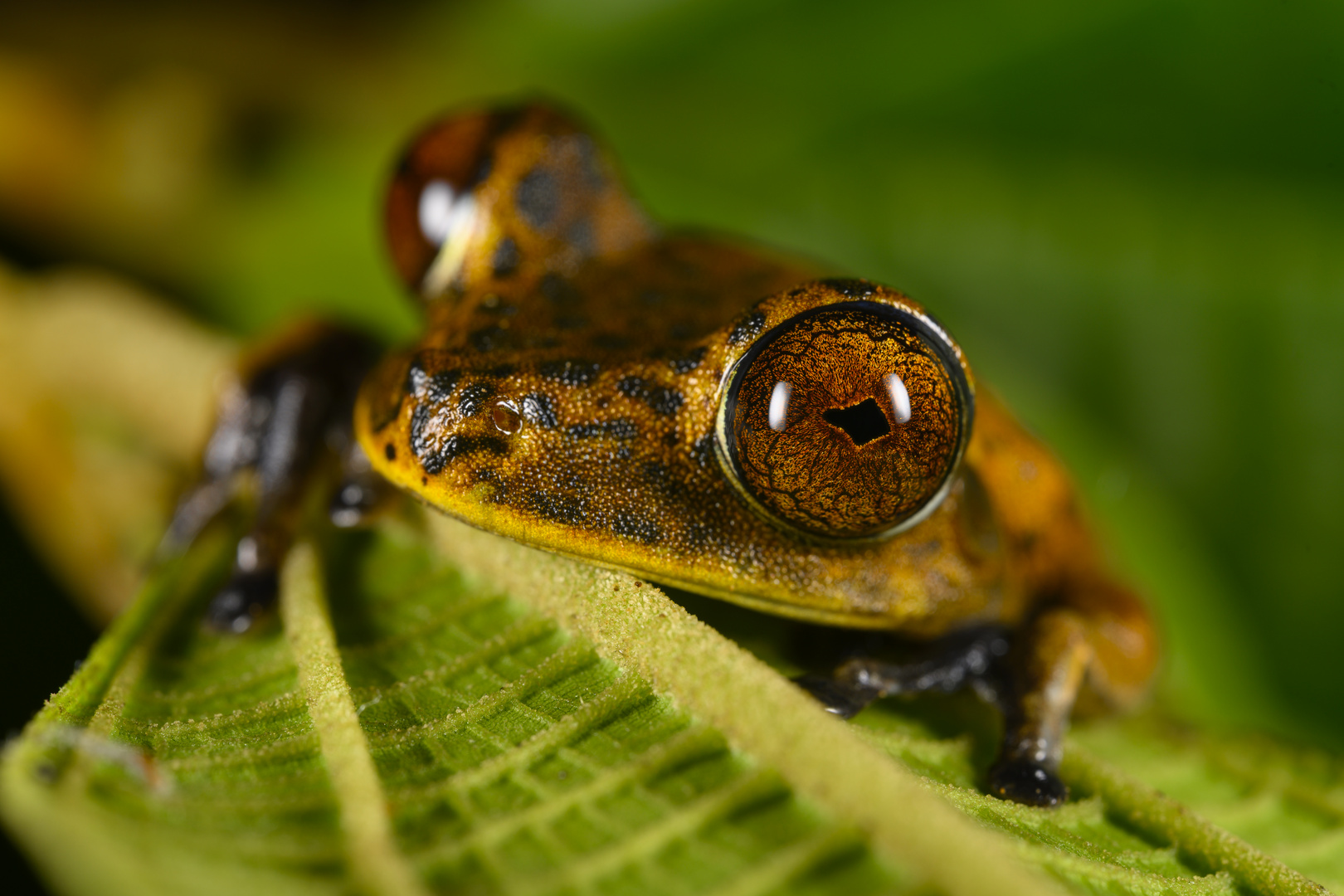 Boana nigra; Kolumbien