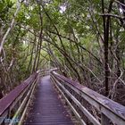 Boardwalk durch's Dickicht