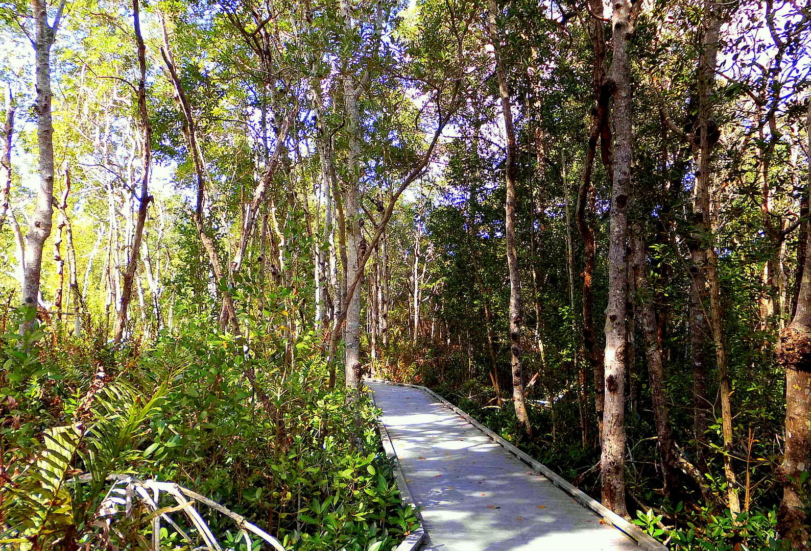 Boardwalk in Four Mile Cove