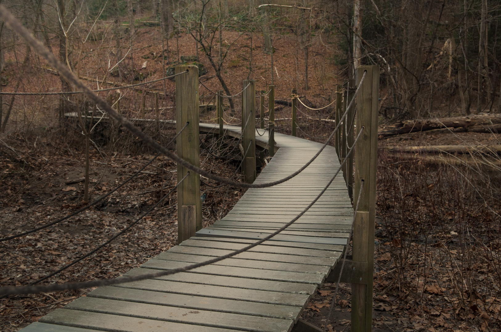 Boardwalk in the Woods