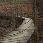 Boardwalk in the Woods