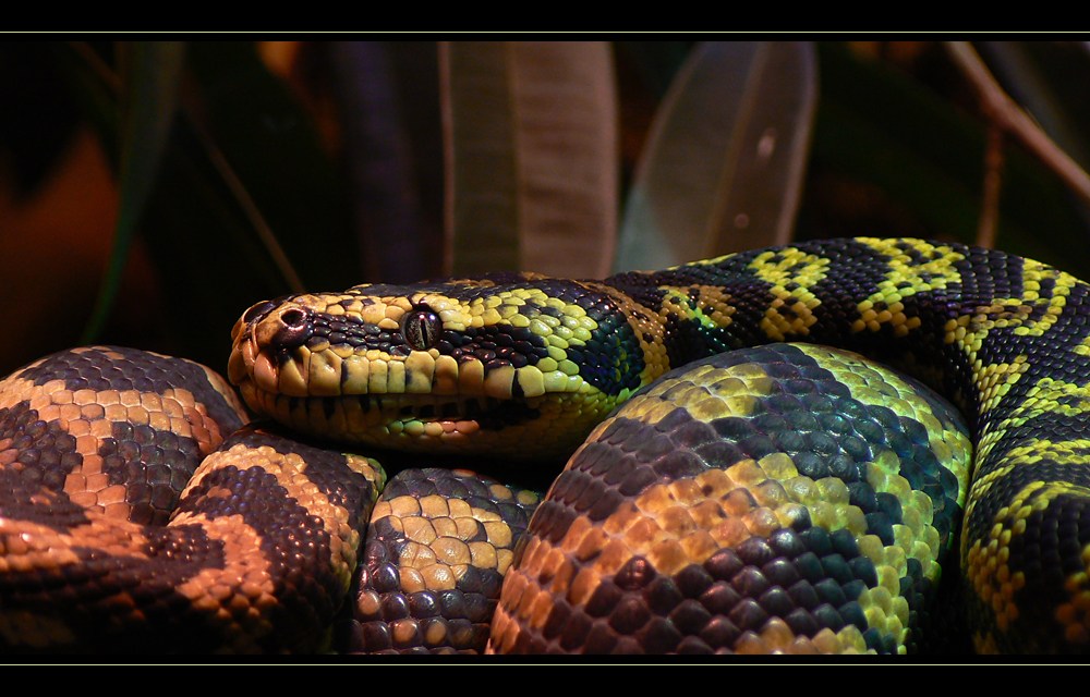 Boas "Boinae" im Zoo Köln