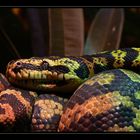 Boas "Boinae" im Zoo Köln