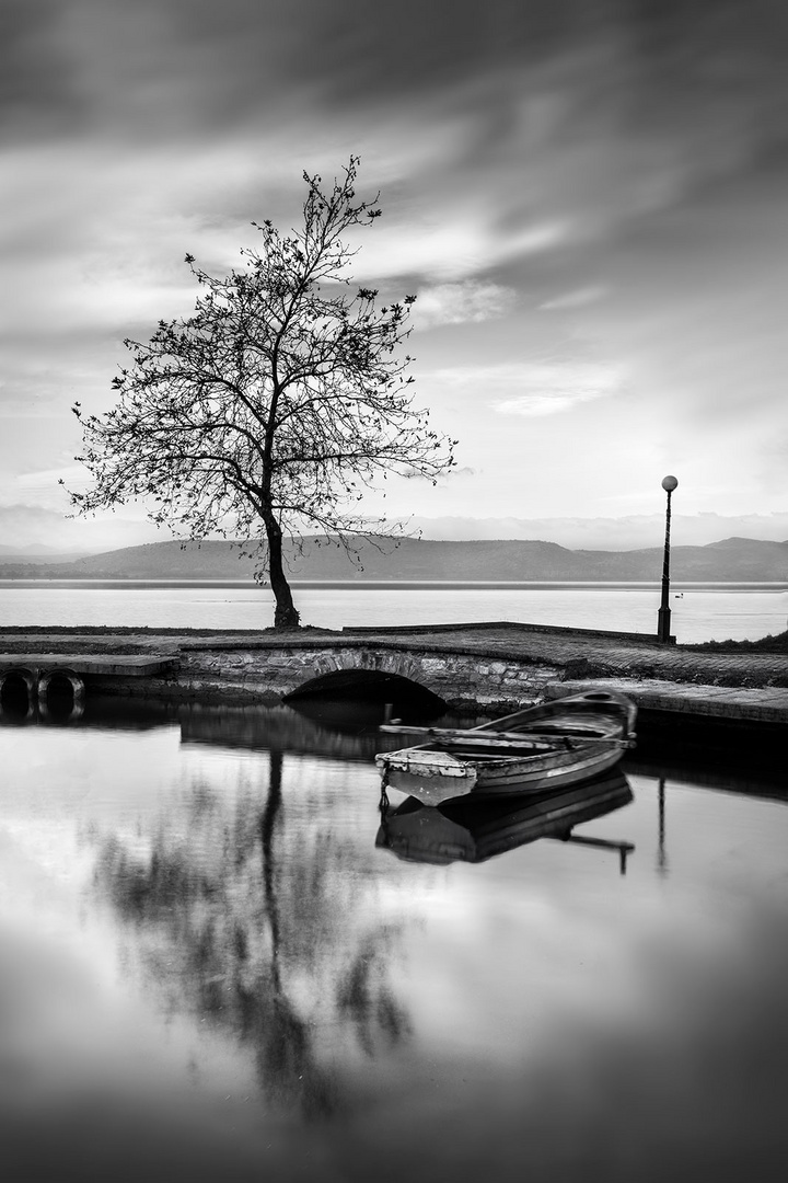 Boat and Tree