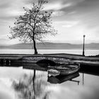 Boat and Tree