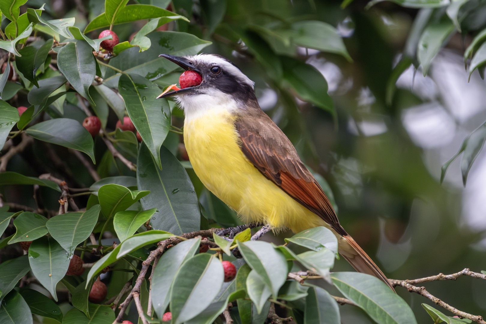 Boat-billed flycatcher / Starkschnabel-Maskentyrann