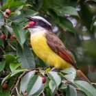 Boat-billed flycatcher / Starkschnabel-Maskentyrann