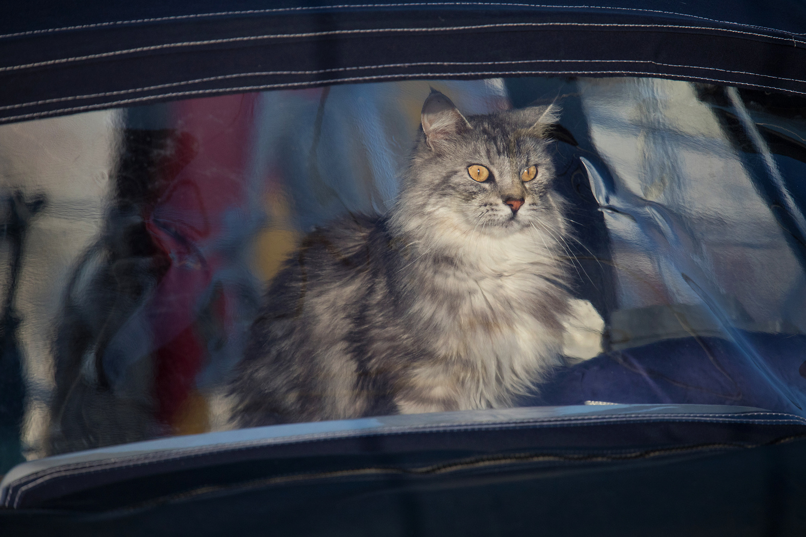 Boat-Cat