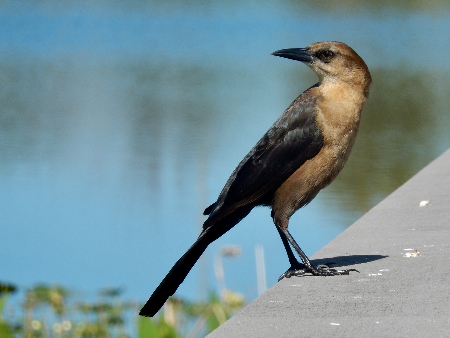 Boat-tailed grackle