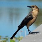 Boat-tailed grackle