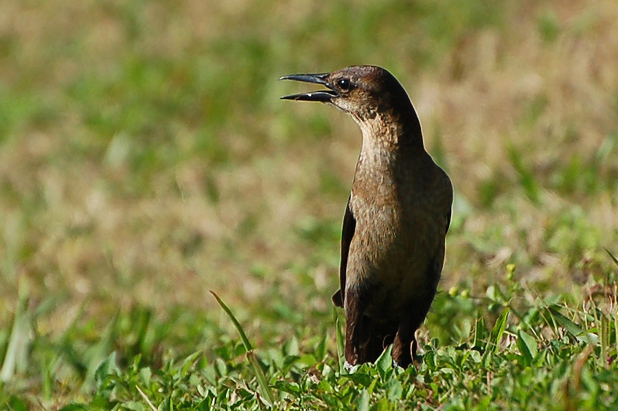 Boat-tailed Grackle (Quiscalus major) - Bootschwanzgrackel