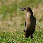 Boat-tailed Grackle (Quiscalus major) - Bootschwanzgrackel