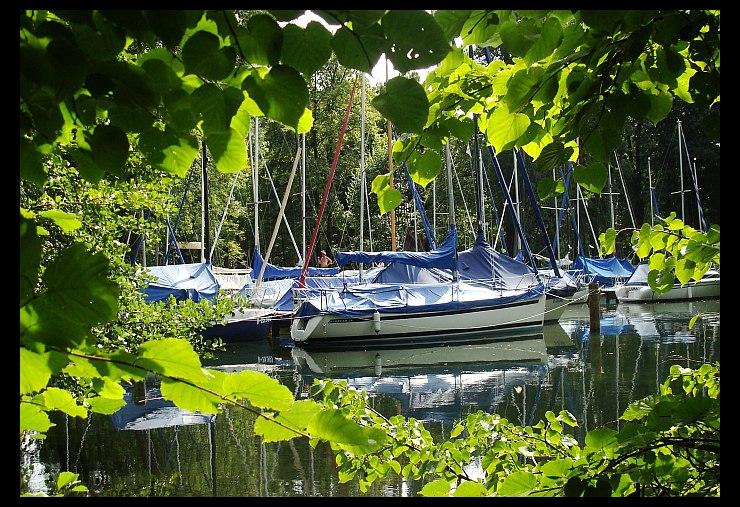 Boats having rest beyond trees