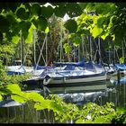 Boats having rest beyond trees