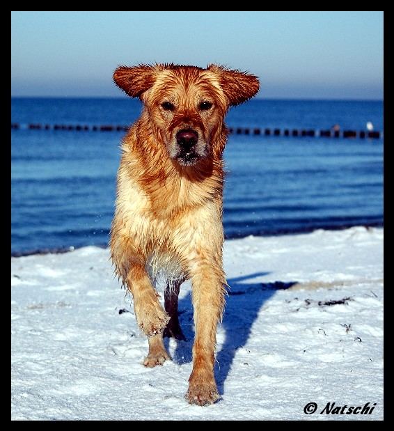 Bob am Strand