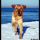 Bob am Strand