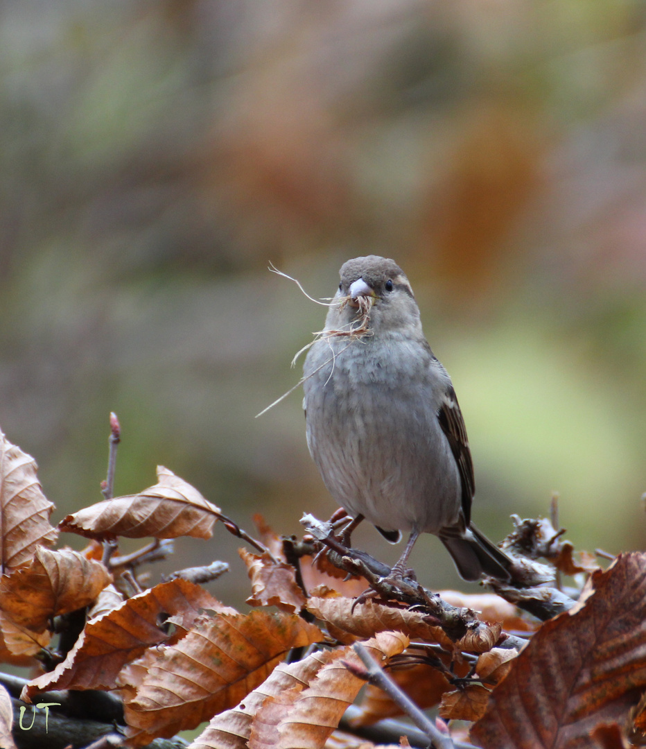 Bob, der Bau-Spatz