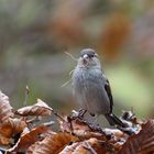 Bob, der Bau-Spatz