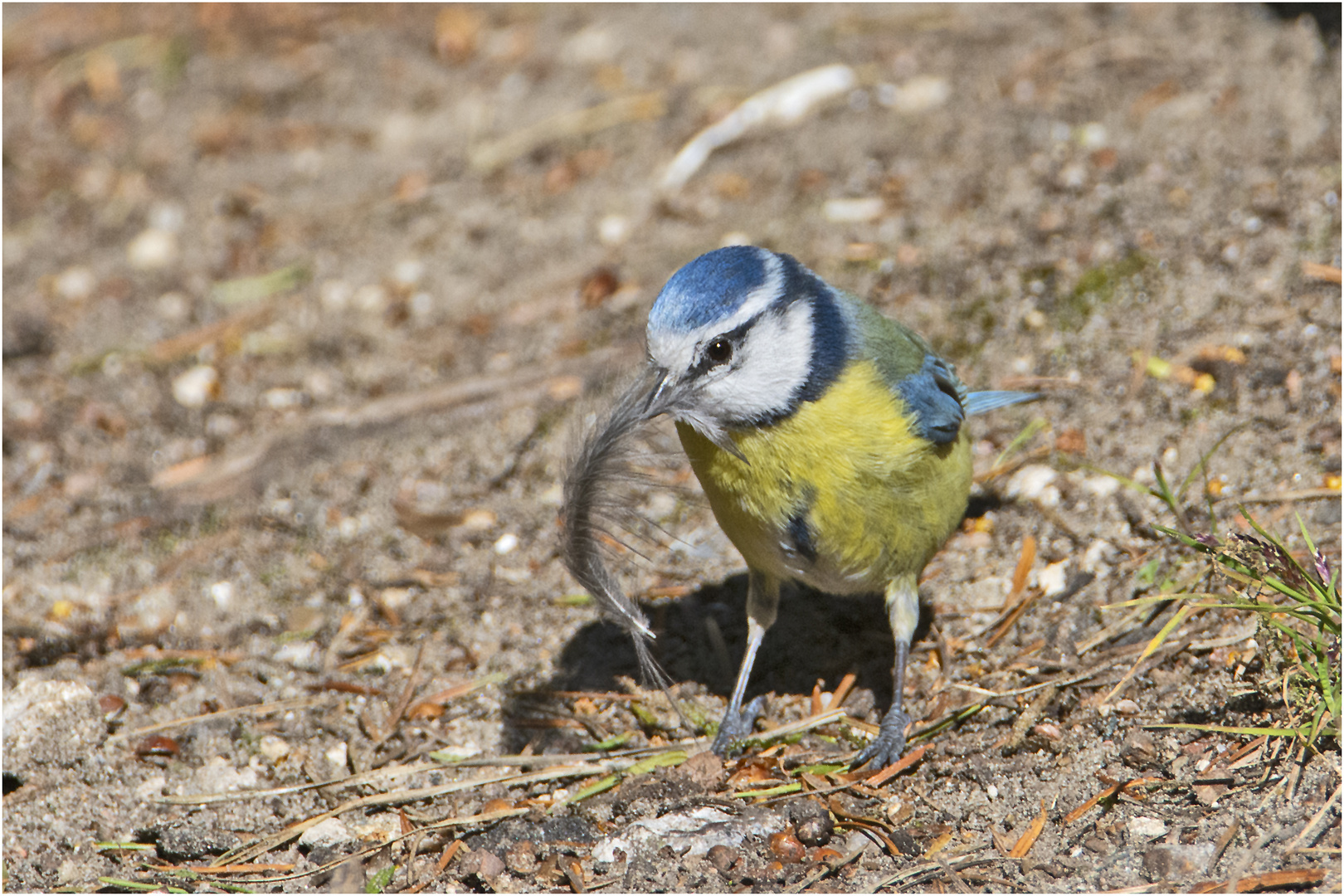 "Bob der Blau-Helm-Baumeis(t)e(r)" . . .