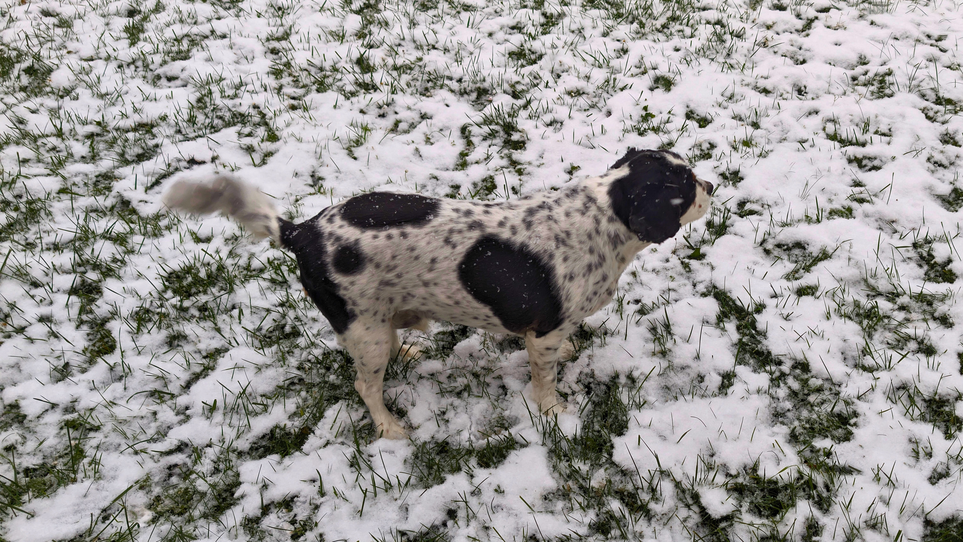 Bob liebt Schnee 