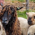 Bob Shaun Marley - Rasta Sheep