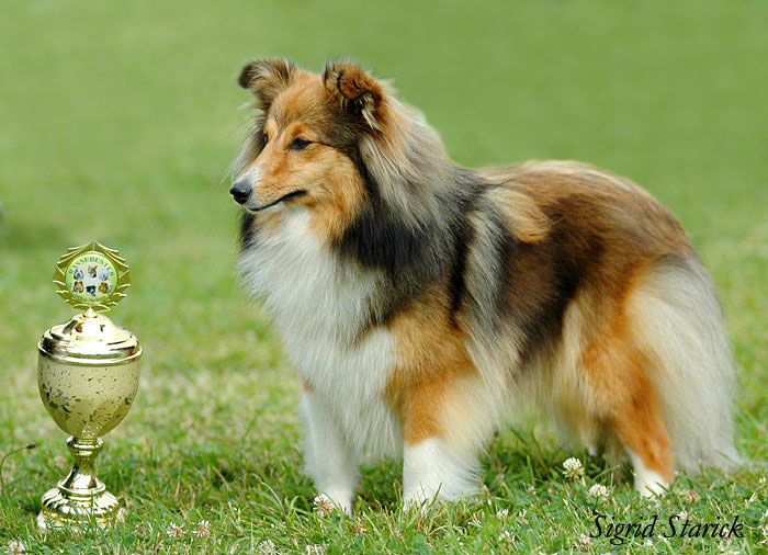 BOB - Sheltie