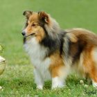 BOB - Sheltie