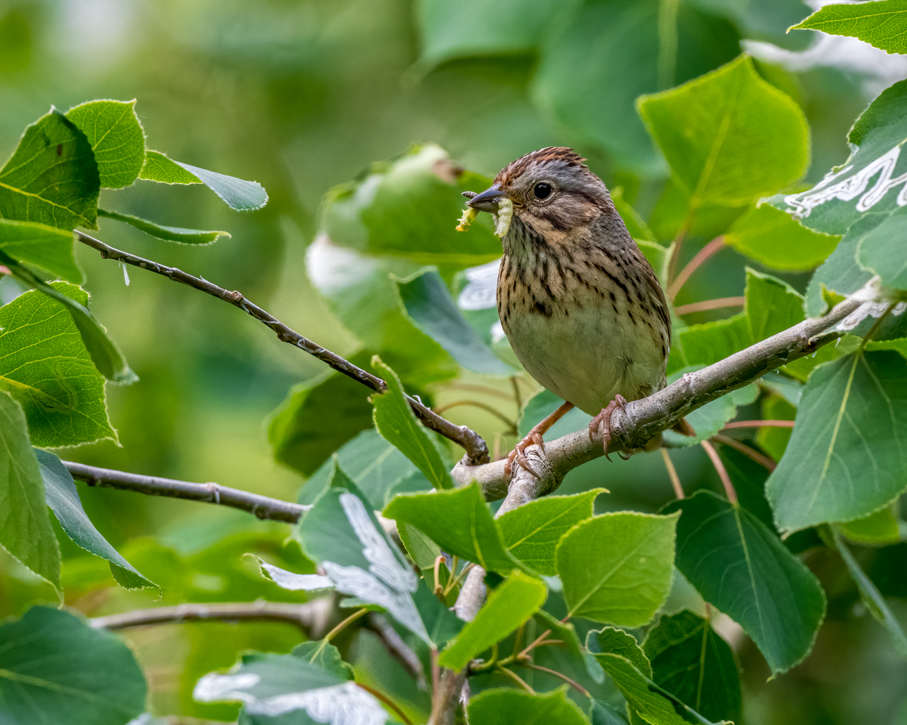 Bob Steventon-Lincolns Sparrow