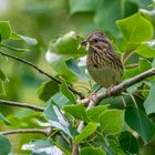 Bob Steventon-Lincolns Sparrow