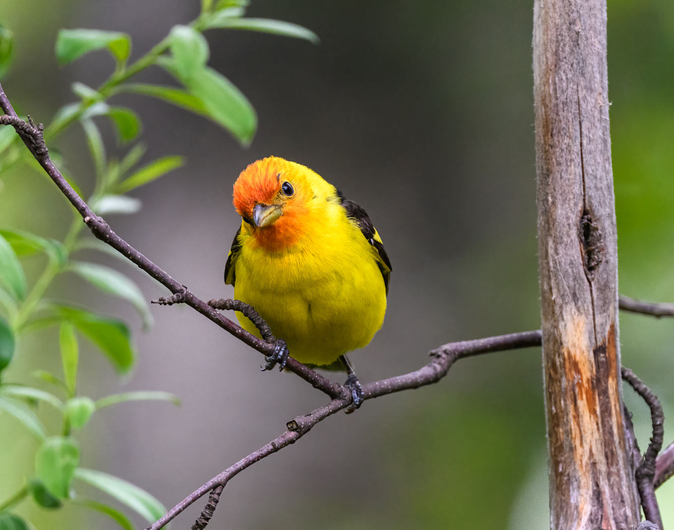 Bob Steventon-Western Tanager