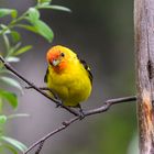 Bob Steventon-Western Tanager