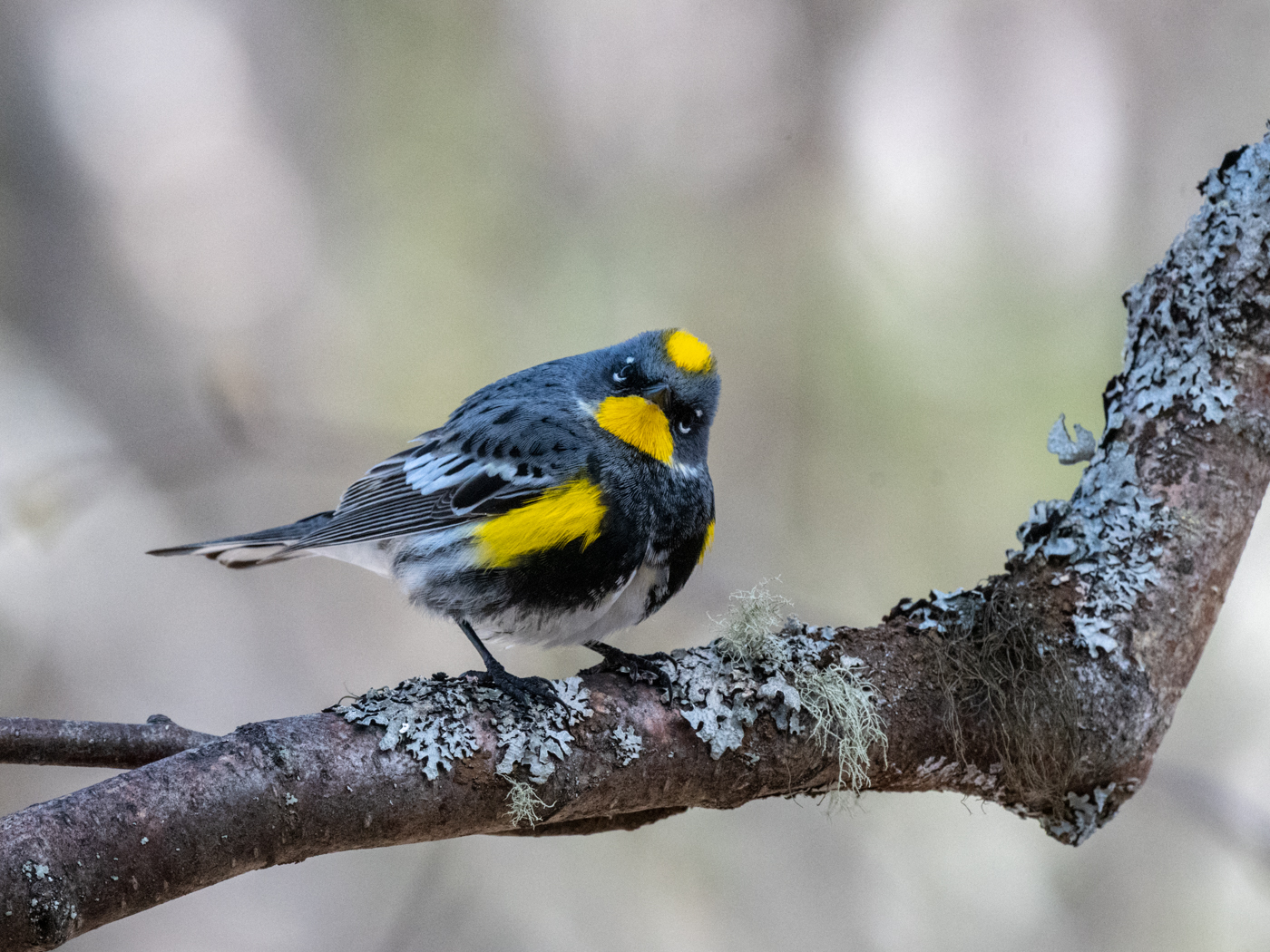 Bob Steventon-Yellow Rumped Warbler