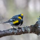 Bob Steventon-Yellow Rumped Warbler