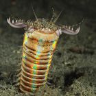 Bobbit Worm (Eunice aphroditois)