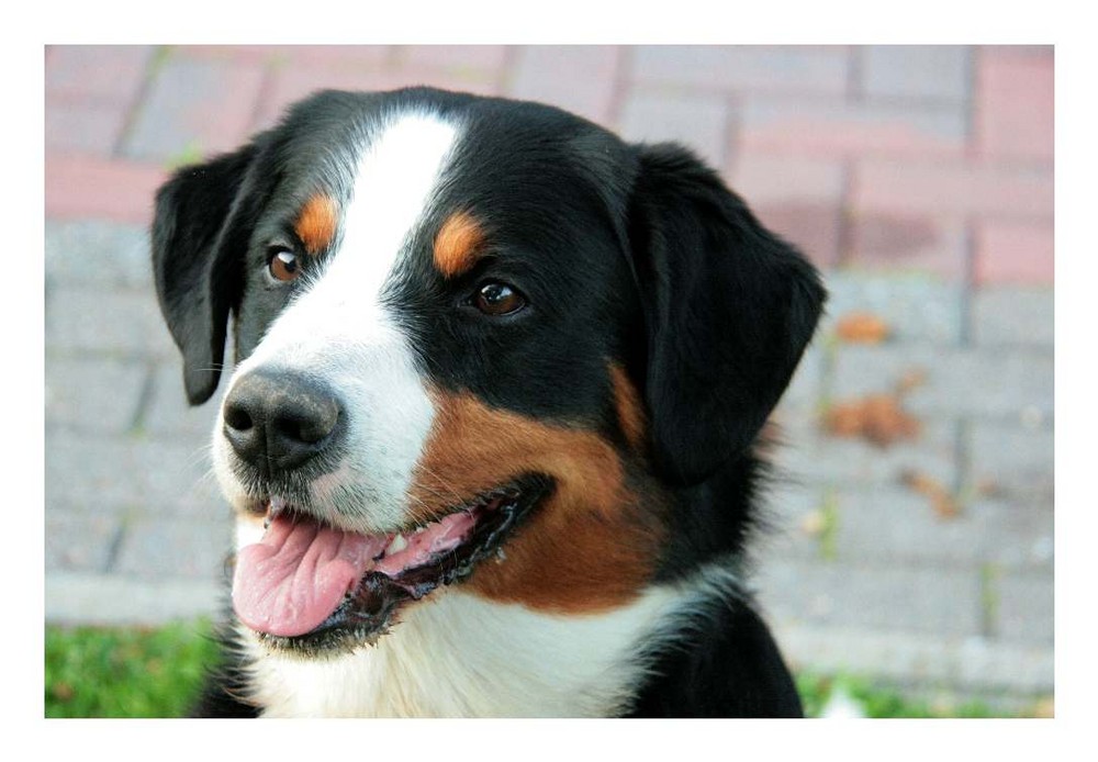 Bobby, ein Appenzeller, aus Branderode - Hohenstein bei Nordhausen