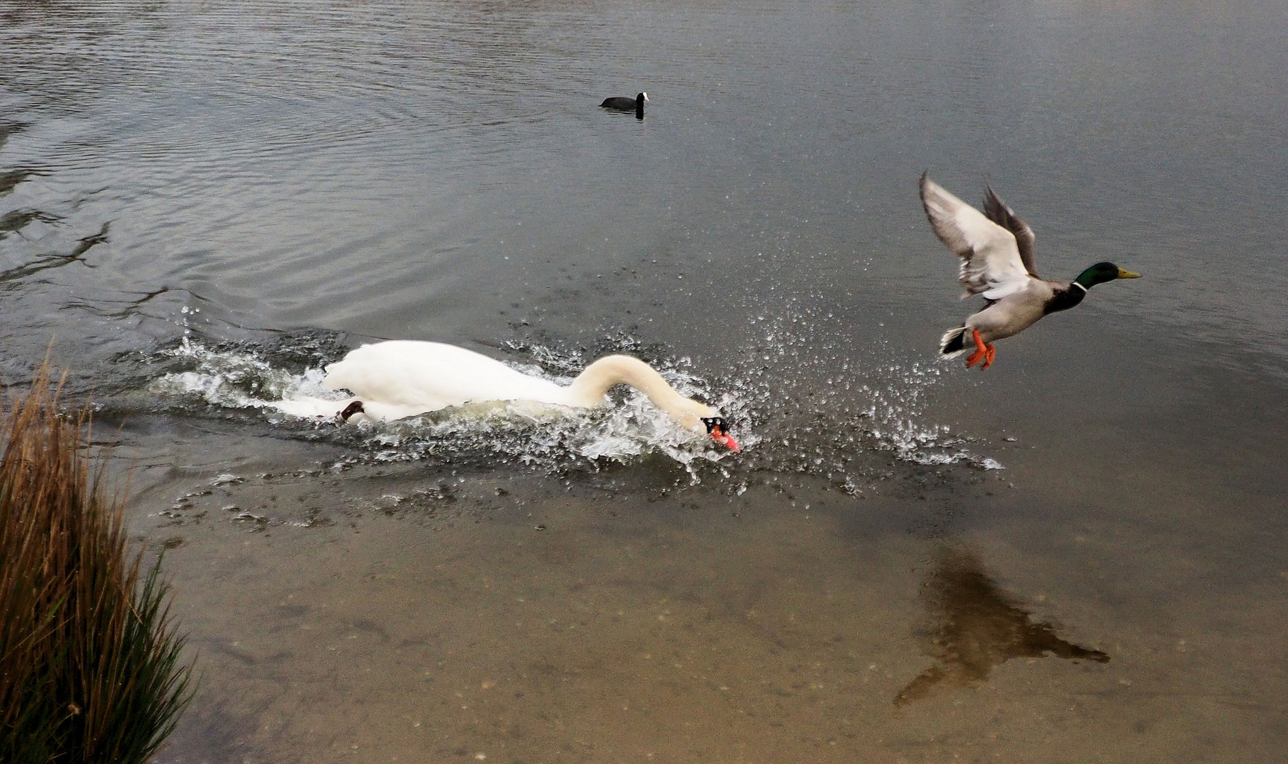 Bobby im ….die Enten müssen weg Stress… 