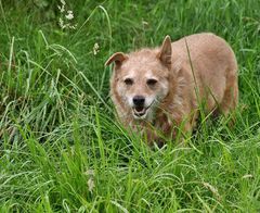 Bobby im Gras