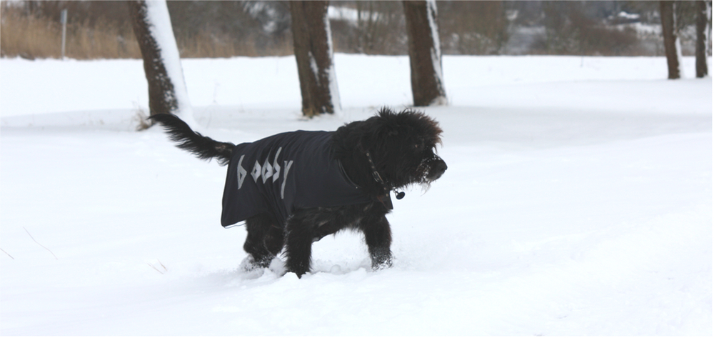 Bobby im Schnee