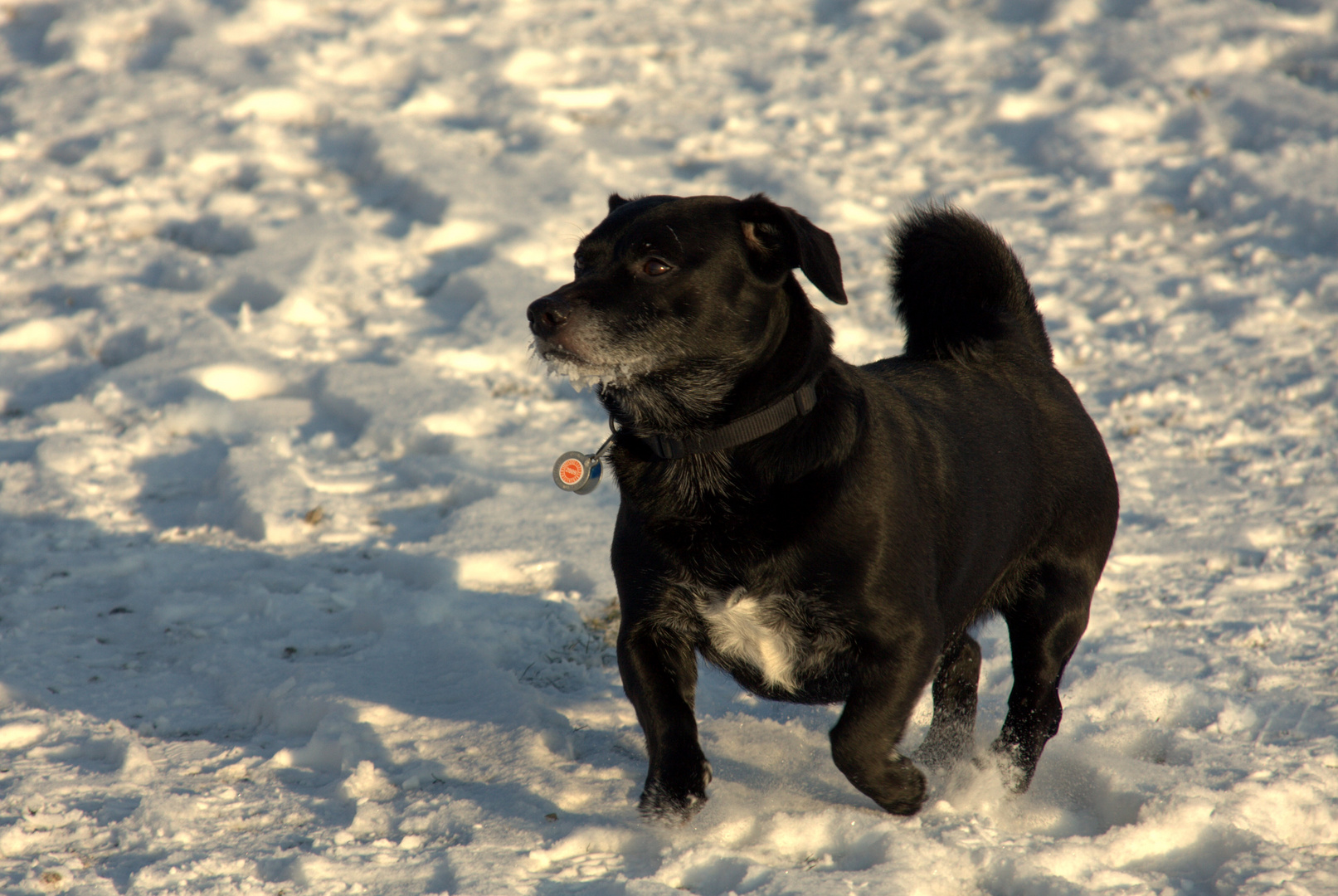 Bobby im Schnee :-)