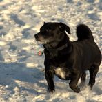 Bobby im Schnee :-)