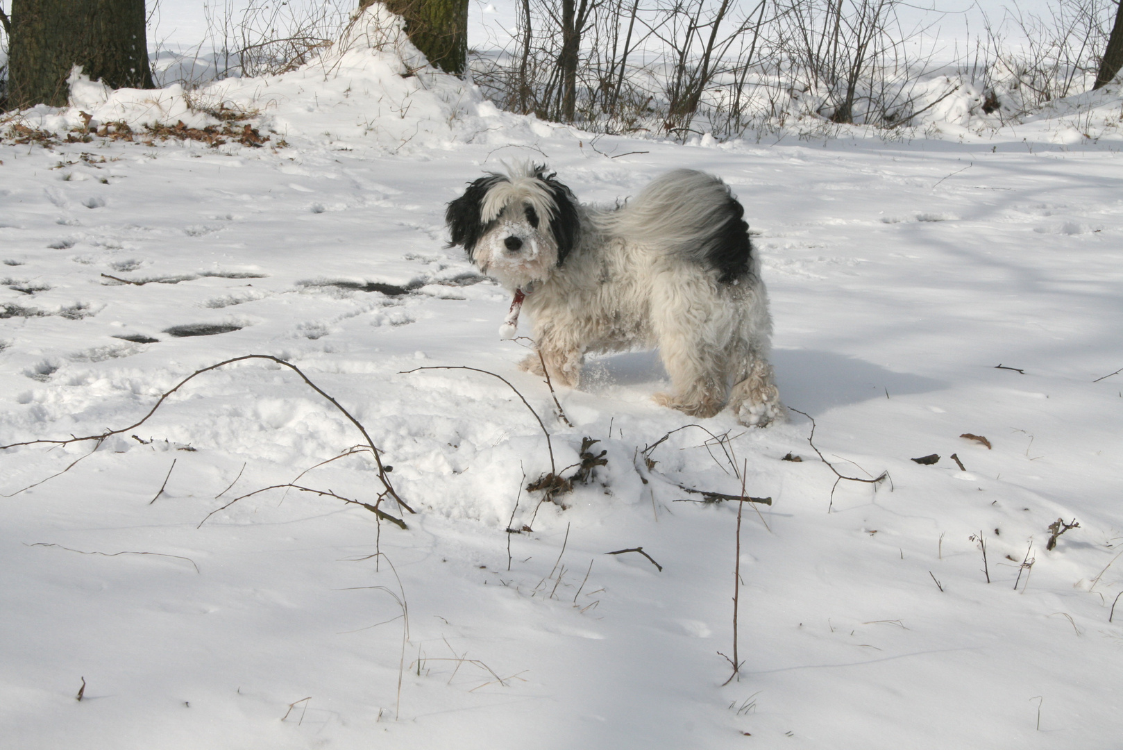 Bobby im Schnee