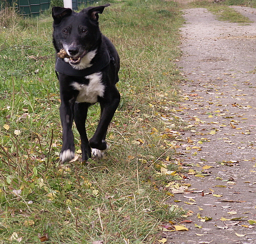 Bobby in Bewegung